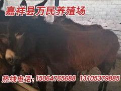 爆料大驴的视频,一场视觉盛宴的幕后故事  第2张